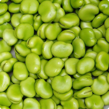 Broad Beans